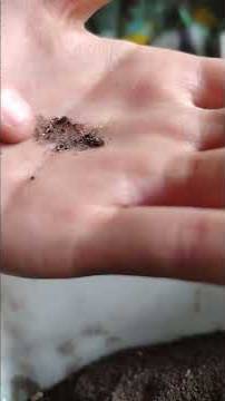 Посев лука парея 12ое марта и вся рассада смотреть онлайн