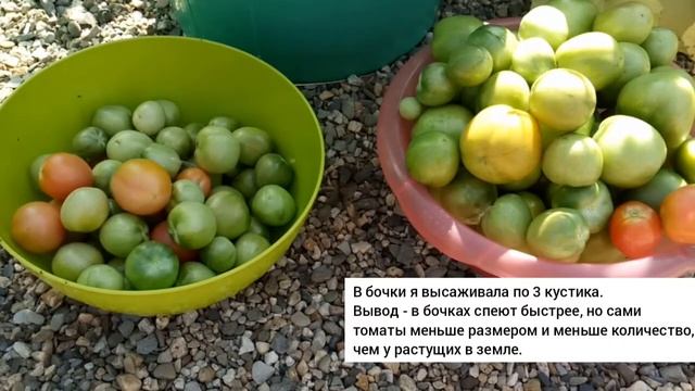 Собрали помидоры. Сушим петрушку. Урожай в Сибири. #огород #садидача #помидоры смотреть онлайн