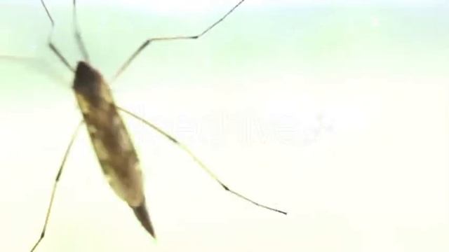 Big Mosquito Crane-Fly That Not Bite смотреть онлайн