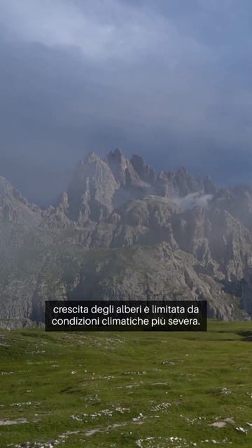 Quota massima della crescita degli alberi in Italia # shorts смотреть онлайн