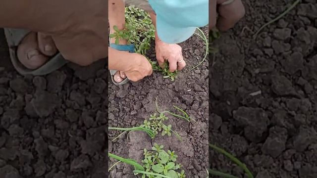 борьба с сорняками   на посевах лука репчатого