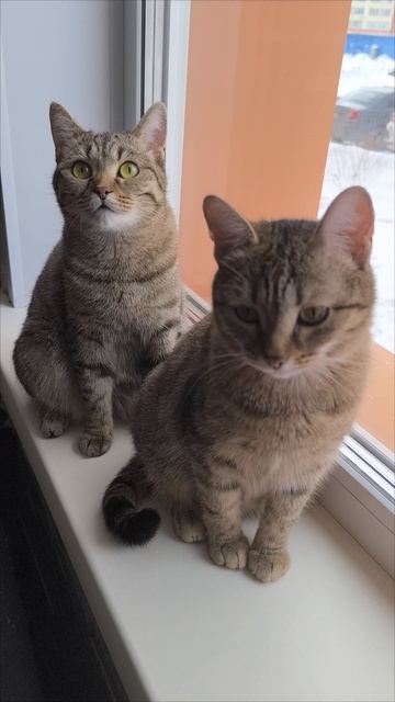 Катрин и Мося.mp4