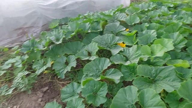 Арбузы растут, а как же дыня? смотреть онлайн