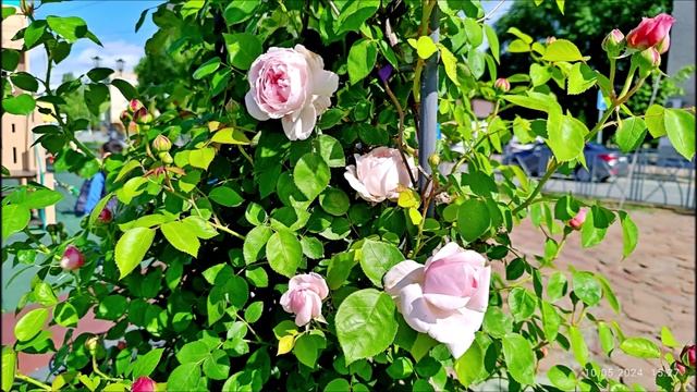 Май 10, 2024.mp4    НЕВИННОМЫССК