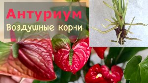 №113. Антуриум и его воздушные корни. Что в них особенного? в чем отличие от корней в грунте?