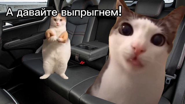 Испытания котов: 5 серия