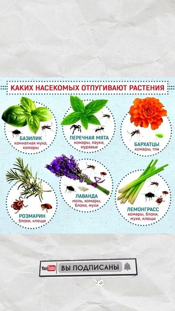 КАКИЕ Растения Отпугивают Насекомых #shorts