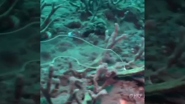 Eel larvae are almost completely transparent смотреть онлайн