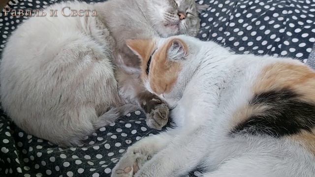 ЭТО ШОК! что произошло?! ПАДАЕТ СТЕНА /@деревня @жизни в деревне @ZaimkanaUrale @chernichnyihutor смотреть онлайн