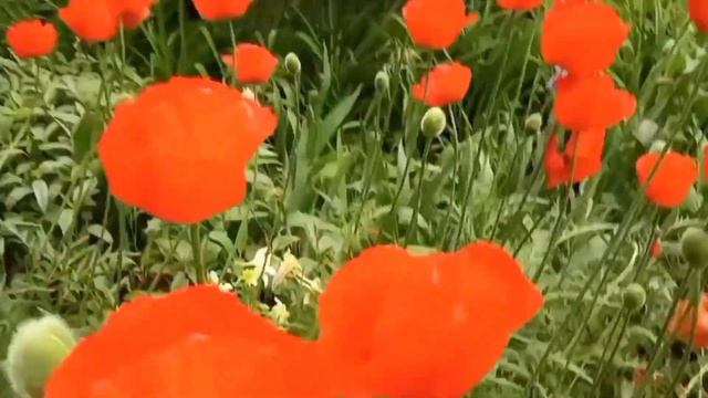 Лето. Июль. Прекрасные цветы. смотреть онлайн