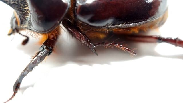 Ox Beetle смотреть онлайн