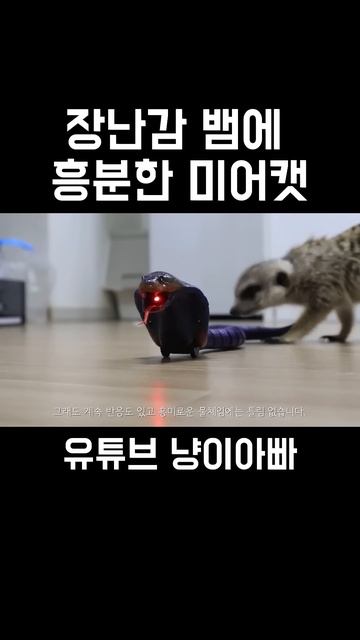 장난감 뱀에 흥분한 미어캣 смотреть онлайн