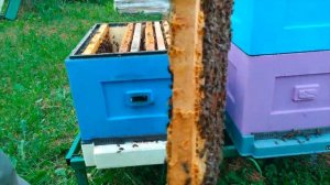 Установка пыльцесборника на улей | Пасека Apiferma.ru