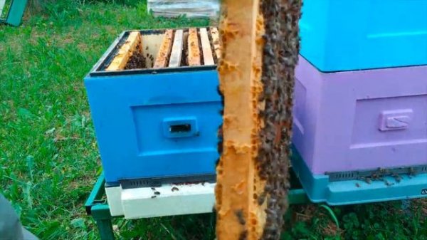 Установка пыльцесборника на улей | Пасека Apiferma.ru