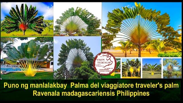 Puno ng manlalakbay,trevel's Palm,Palma del viaggiatore,Ravenala madagascariensis Philippines смотреть онлайн