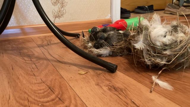 Маленькие птенчики нашлись под крышей дома 🏘️ ￼ смотреть онлайн