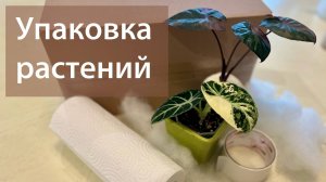 №115. Как упаковать растение, чтобы отправить его почтой, СДЭК, Яндекс? Теплая упаковка.