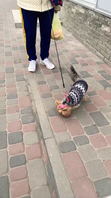 Yorkie with pink hair/Йорк з рожевим чубом/ Йорк с розовой шевелюрой. смотреть онлайн