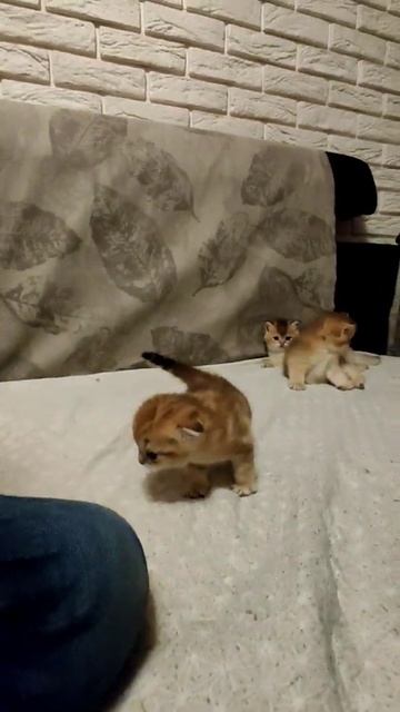 Малыши-котята-британцы#cat#коятабританцы#kitten