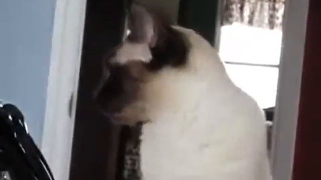 Поговори со мной, моя сиамская кошечка! смотреть онлайн