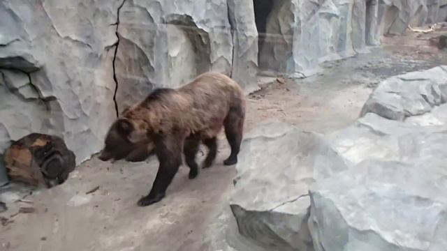 Медведи в зоопарке смотреть онлайн