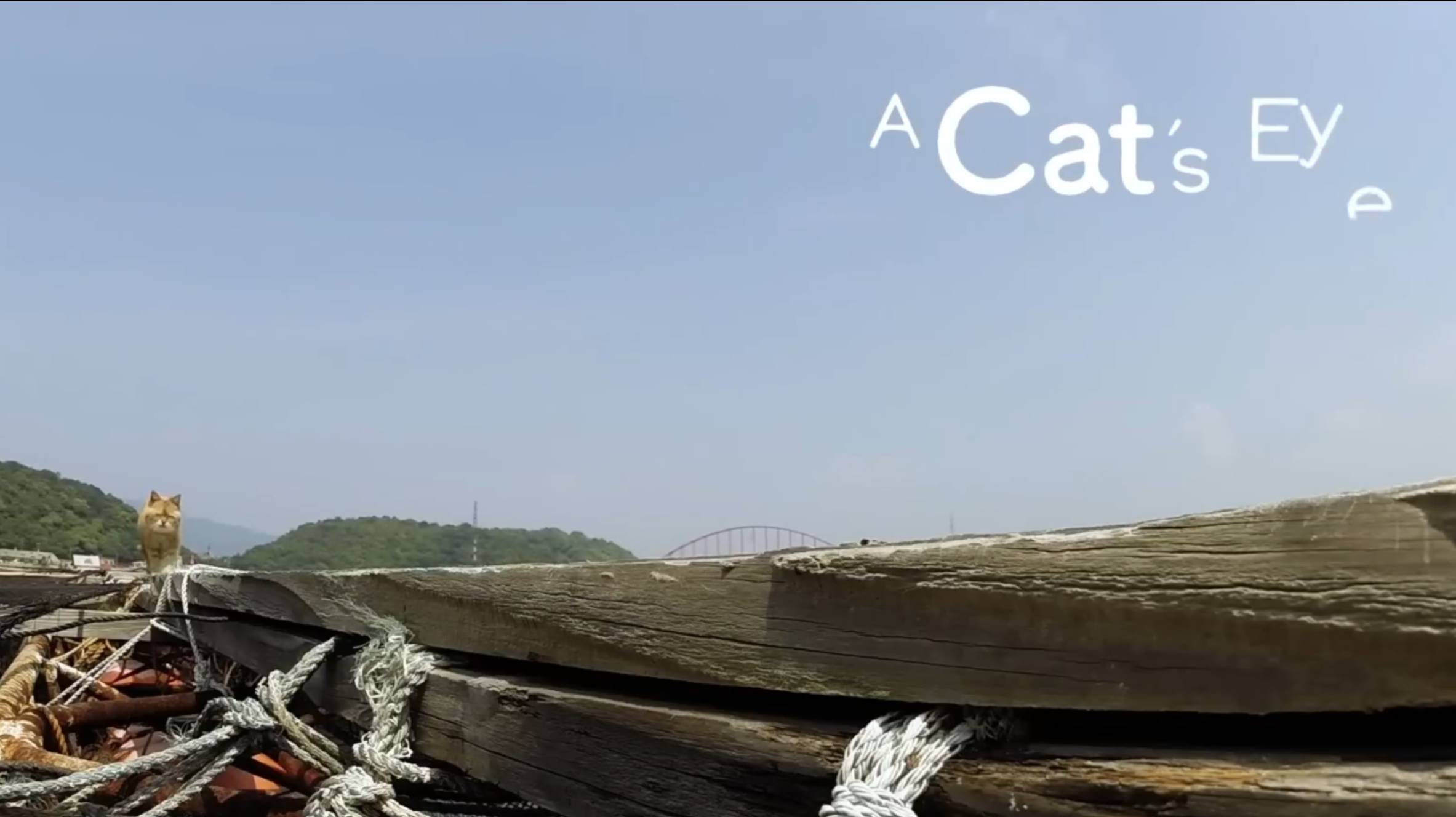 YAMAGUCHI - Cats Eye