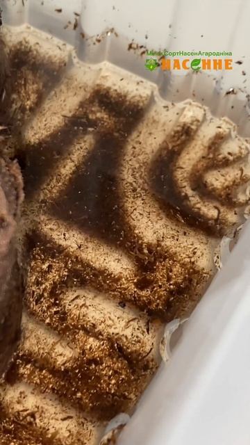 Торфяные таблетки для выращивания рассады смотреть онлайн