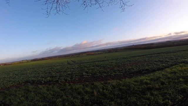pigeon shooting смотреть онлайн