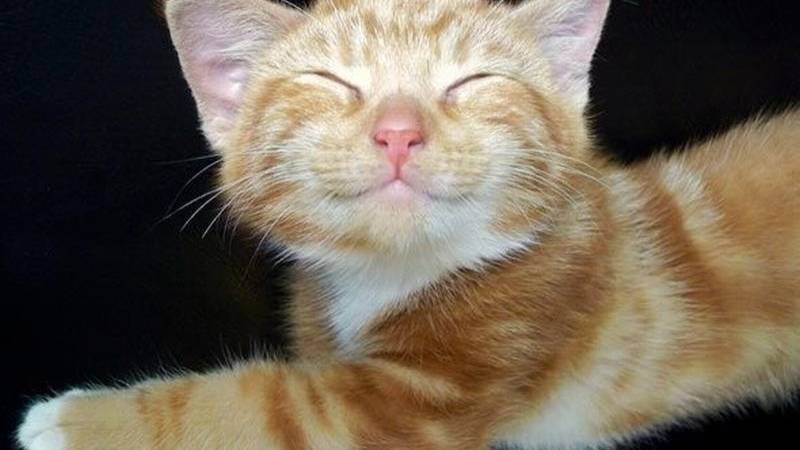 Смешные разговоры коте смотреть онлайн