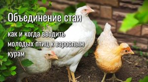 Объединение стаи: как и когда вводить молодых птиц к взрослым курам