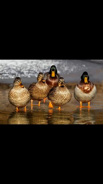 Facts about ducks смотреть онлайн