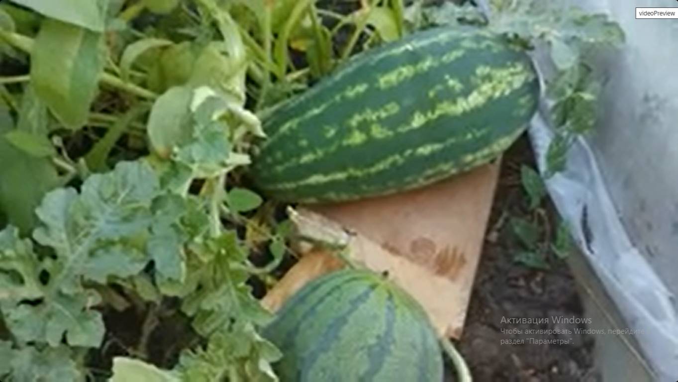 Наши сибирские арбузы. Два сорта. Ожидание и реальность