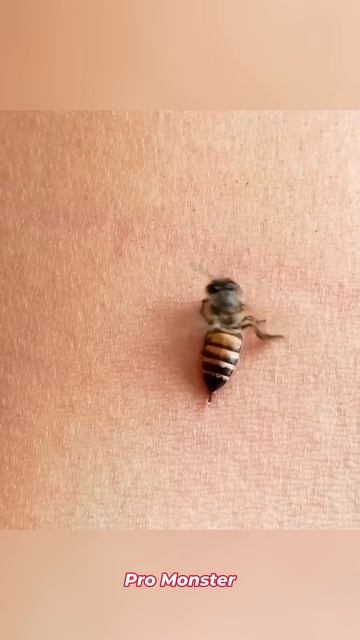 Why Bees Die after sting you? #promonster смотреть онлайн