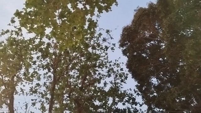 Звук от цикади (щурци) в Тайланд смотреть онлайн