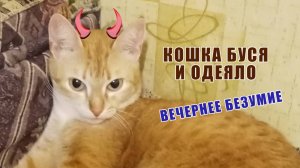 Кошка Буся мастер игры в прятки. Смешные кошки. Забавное видео с домашней кошкой.