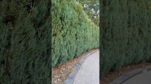 Видео обзор гигантской живой изгороди из скального можжевельника Блю Эрроу! Голубая волна свежести!