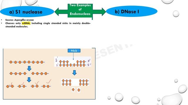 Nucleases || Endonucleases and Exonucleases || DNA manipulative Enzymes || rDNA Technology смотреть онлайн
