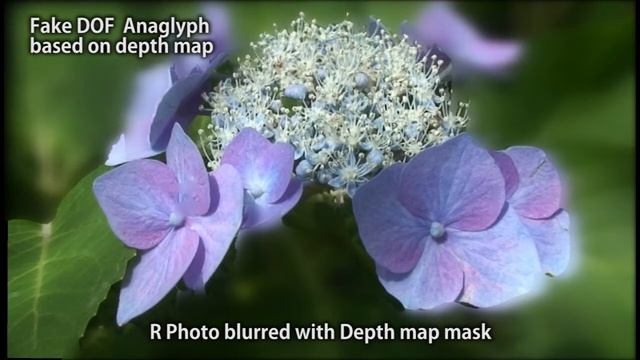 DOF_Anaglyph of Hydrangea смотреть онлайн