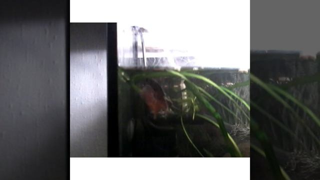 Макроподы и их брачные игры