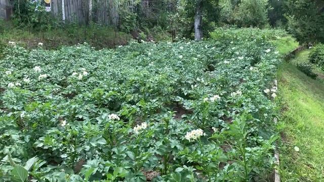 Как увеличить урожайность картофеля: наглядный эксперимент смотреть онлайн