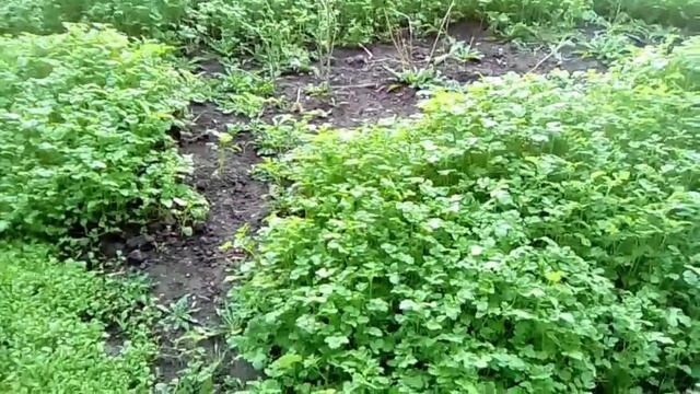 Что и как сделать с сидератами на грядке смотреть онлайн