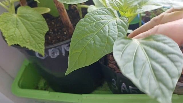 Перцы сладкие, фруктовые и заборы. смотреть онлайн
