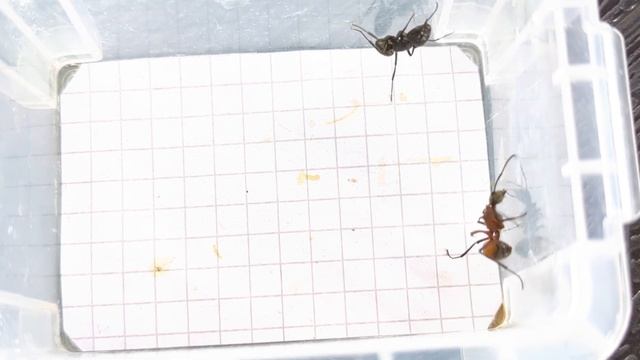 Camponotus vagus soldier (Italy) vs Polyrhachis bihamata work (Thailand) 23.04.2023 смотреть онлайн