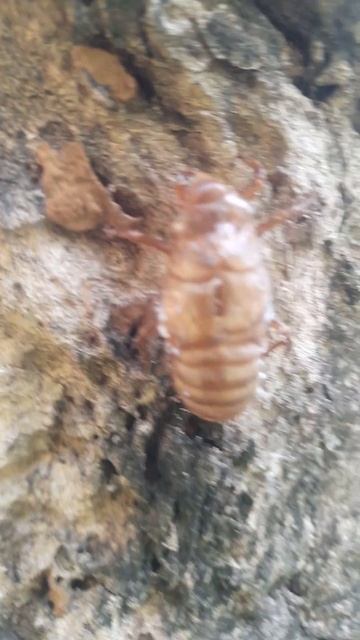 Insect dry's without moving to the end. Mother nature is incredible. смотреть онлайн