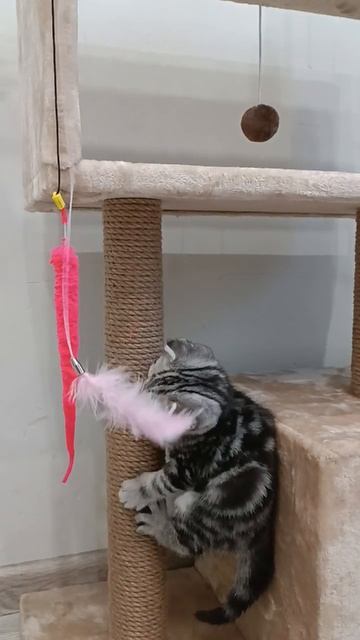 Первый обсосыш