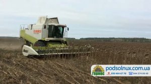 Уборка участка гибридизации подсолнечника Антей