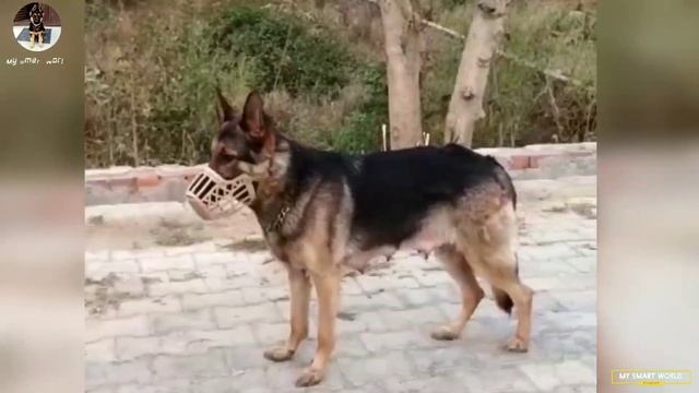 ₹.4000/- में | German shepherd puppies | White American bully near heat | Adult gsd смотреть онлайн