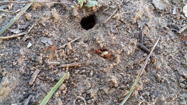 Муравьи смотреть онлайн