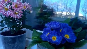 Примула.Март.Как сохраняю до высадки в сад.