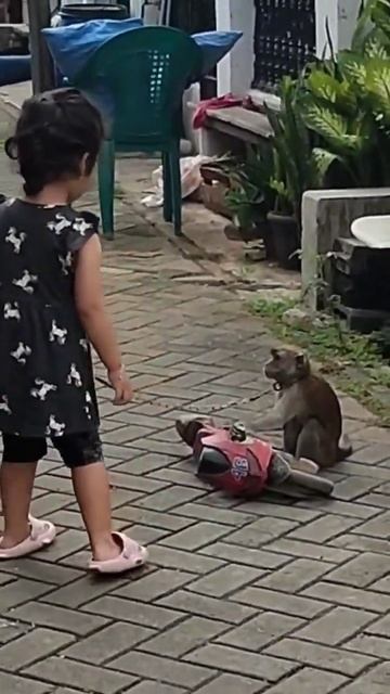 Funny videos | monkey mask attraction #shorts смотреть онлайн